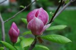 1650522948_64-vsegda-pomnim-com-p-kak-tsvetet-magnoliya-sulanzha-foto-64.jpg
