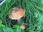 IMG_2945.JPG