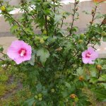 IMG_20221004_095703_resize_20.jpg