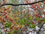 IMG_20221015_162745_compress59.jpg