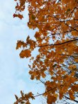 IMG_20221015_163956_compress38.jpg