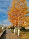 IMG_20221022_112716_compress63.jpg