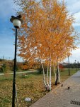 IMG_20221022_112645_compress62.jpg