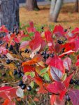 IMG_20221022_124305_compress68.jpg