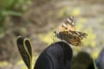Chedym2022-DSC09853w.jpg