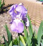 IMG_20230416_192400_resize_81.jpg