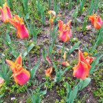 IMG_20230421_112707_resize_90.jpg