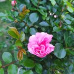 IMG_20230427_181651_resize_59.jpg