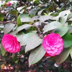 IMG_20230506_114642_resize_22.jpg