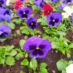 IMG_20230409_114714_resize_80.jpg