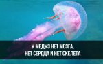 медуза 1.jpg