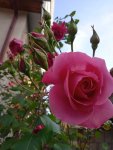 IMG_20230522_170006_Kou6xVf94y.jpeg