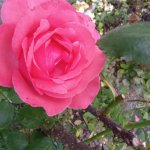 IMG_20230527_192531_395_FYMKHRMP33.jpeg