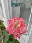 IMG_20230710_181246_248.jpg