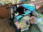 IMG_2018.jpeg