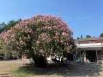 IMG_2391.jpeg
