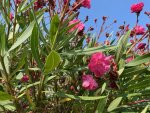 IMG_2385.jpeg