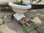 IMG_2474.jpeg