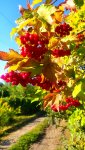 IMG_20230816_084221_resize_85.jpg