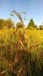 IMG_20230816_084549_resize_70.jpg