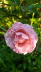 IMG_20230816_084407_resize_59.jpg