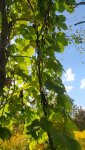 IMG_20230914_144646_resize_61.jpg