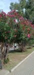IMG_20231007_121021_HUMsHeRx0v.jpeg