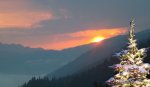 Dscf9950-iolka-dla-Foruma-na-Ba6hapsare.jpg
