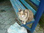 P1110946 - копия.JPG