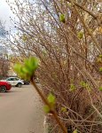 IMG_20240403_094417_aLcSDmfk3c.jpeg