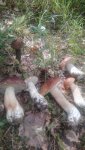 IMG-20240817-WA0005_3rFhqIu30j.jpeg