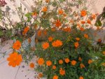 IMG_9461.jpeg