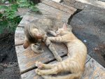 IMG_9583.jpeg