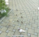 IMG_0393.jpeg