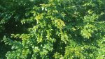 IMG20250406134602_C9wYANYC3W.jpeg