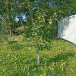 IMG_20250715_105320.jpeg