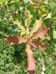 IMG_20250715_134536.jpeg