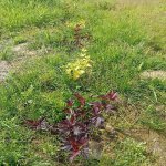 IMG_20250715_110838.jpeg