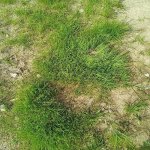 IMG_20250715_110859.jpeg