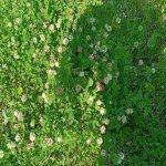IMG_20250715_123738.jpeg