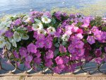 IMG_20250716_184439.jpeg