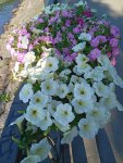 IMG_20250716_184455.jpeg