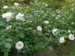 IMG_20250717_125306.jpeg