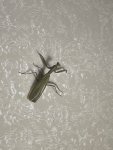 IMG_5470.jpeg