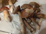 IMG_20250906_195845.jpeg
