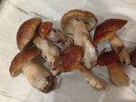 IMG_20250906_195836.jpeg
