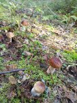 IMG-20250907-WA0001.jpeg