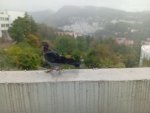 IMG_20251010_131811.jpeg