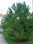 IMG_20251017_112915.jpeg
