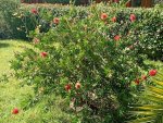 IMG_20251017_113722 (2).jpeg